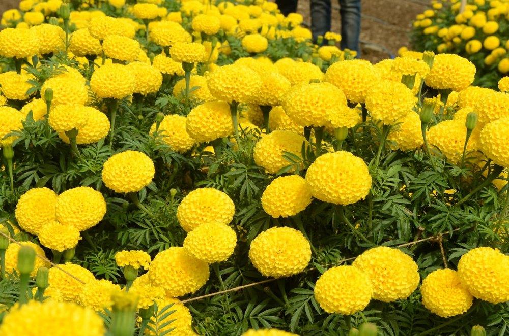 Yellow_Marigold