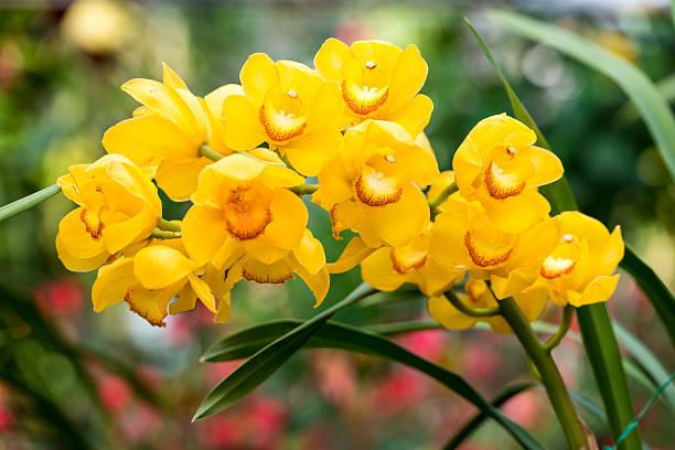 Yellow_Orchid