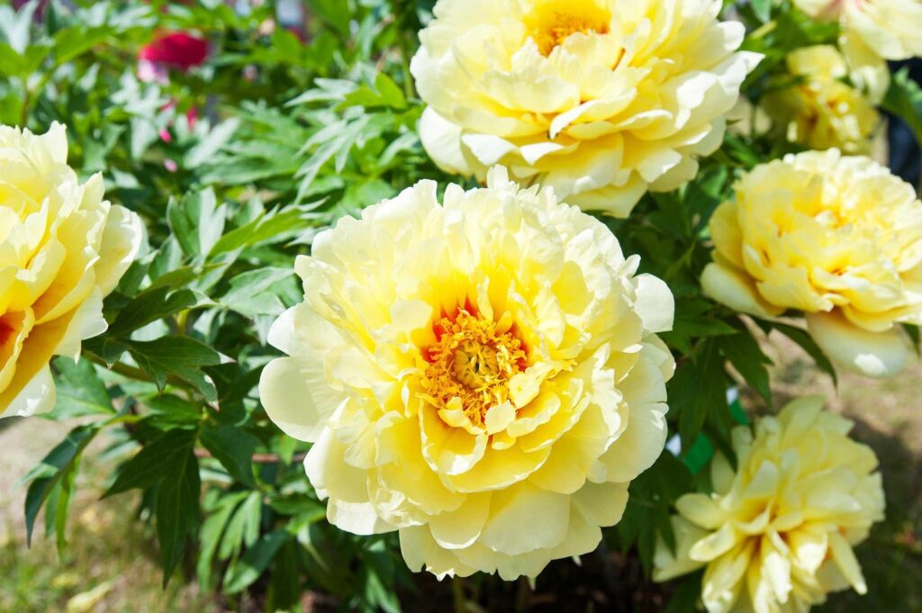 Yellow_Peony