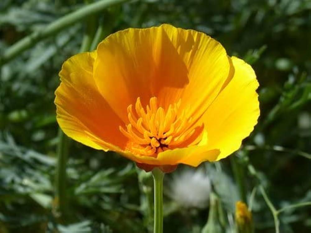 Yellow_Poppy