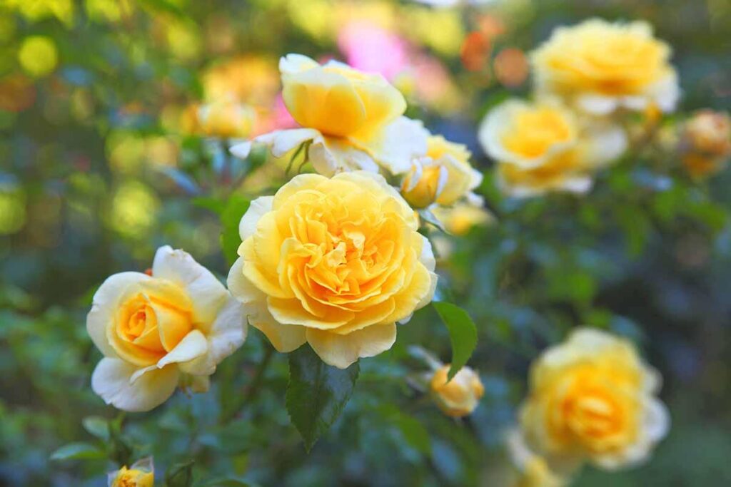 Yellow_Rose