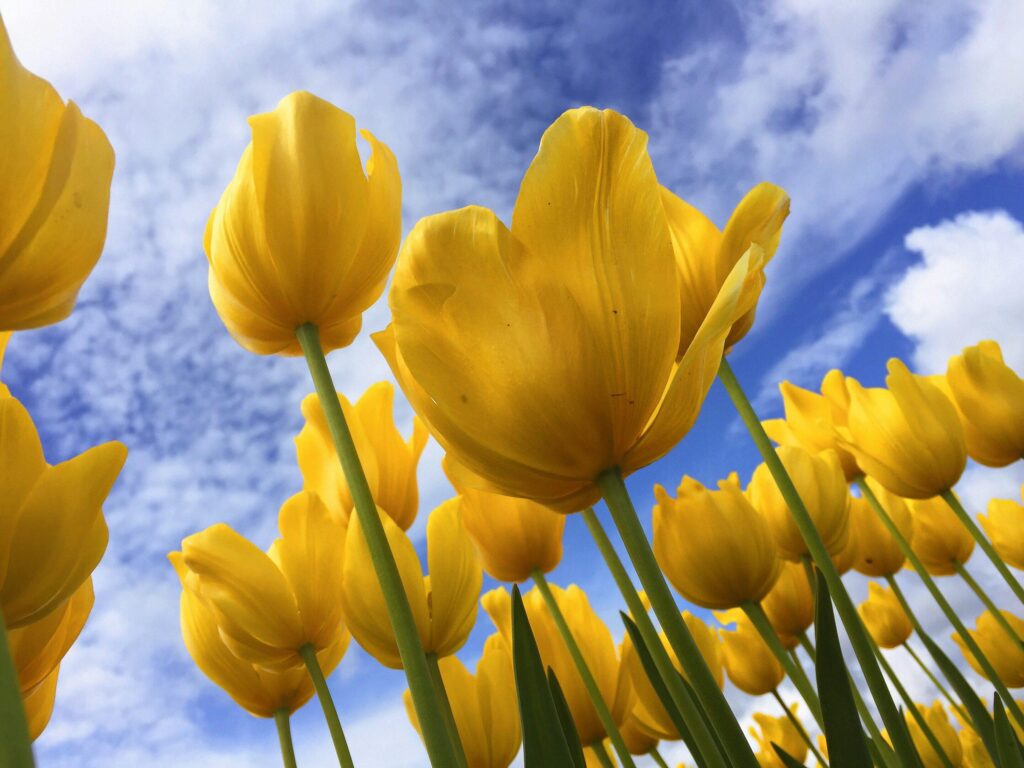 Yellow_Tulip