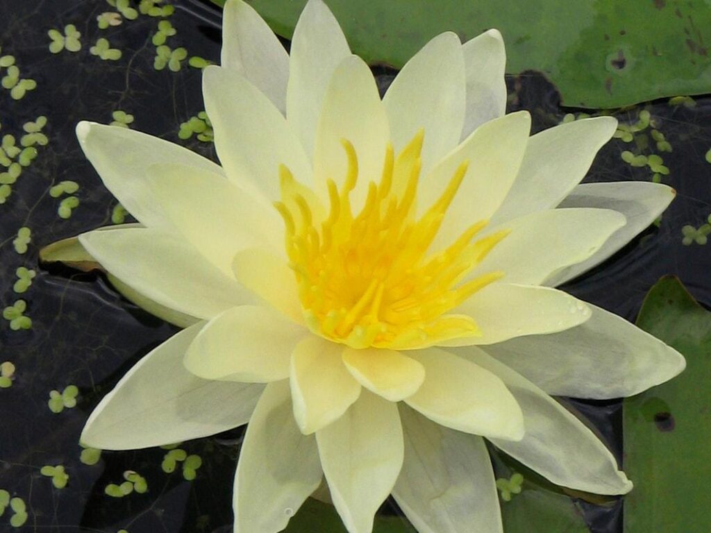 Yellow_Water_Lily