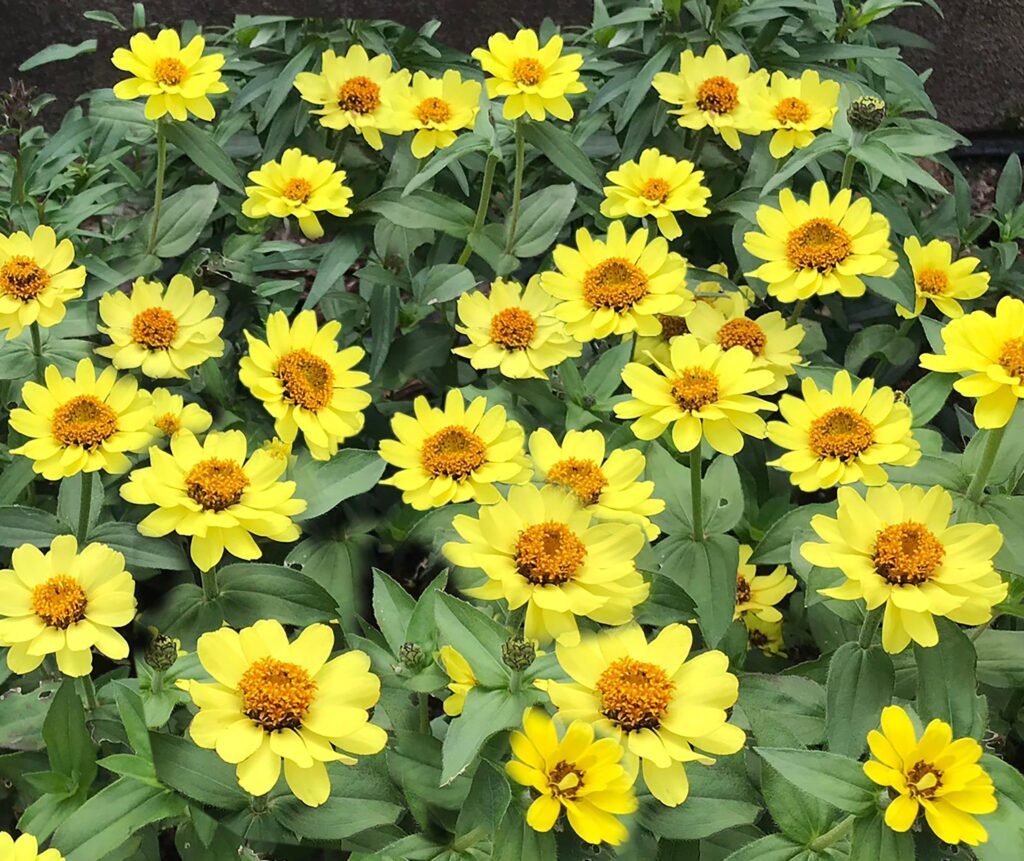 Yellow_Zinnia