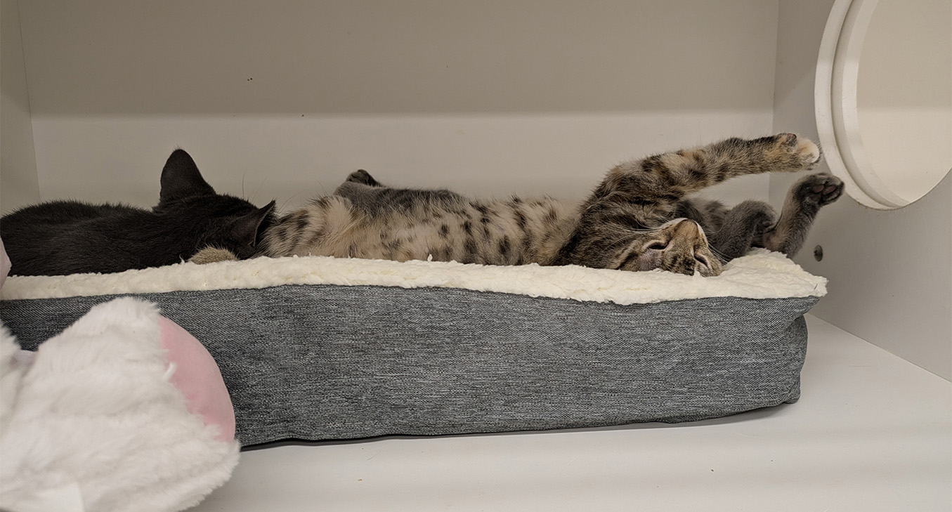 All Local Pet Beds Are The Same