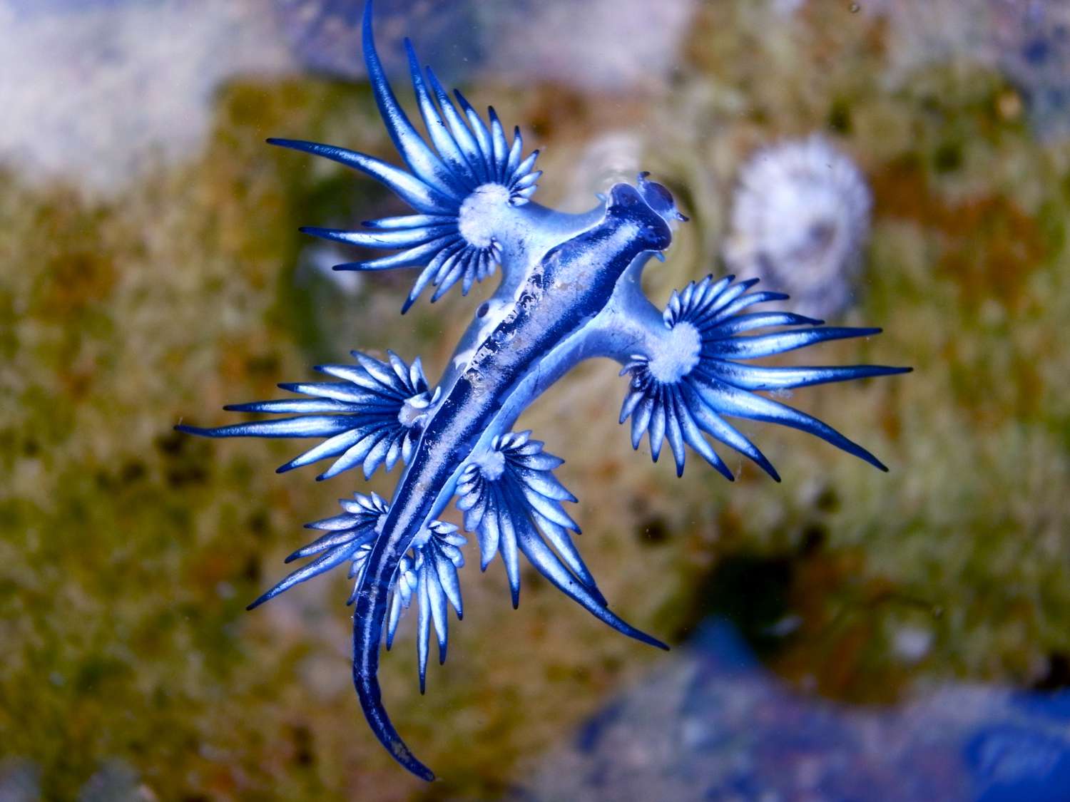 13 Fascinating Facts About the Blue Glaucus - Meredith Plays
