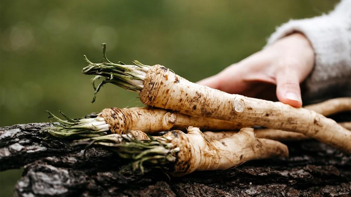 Horseradish