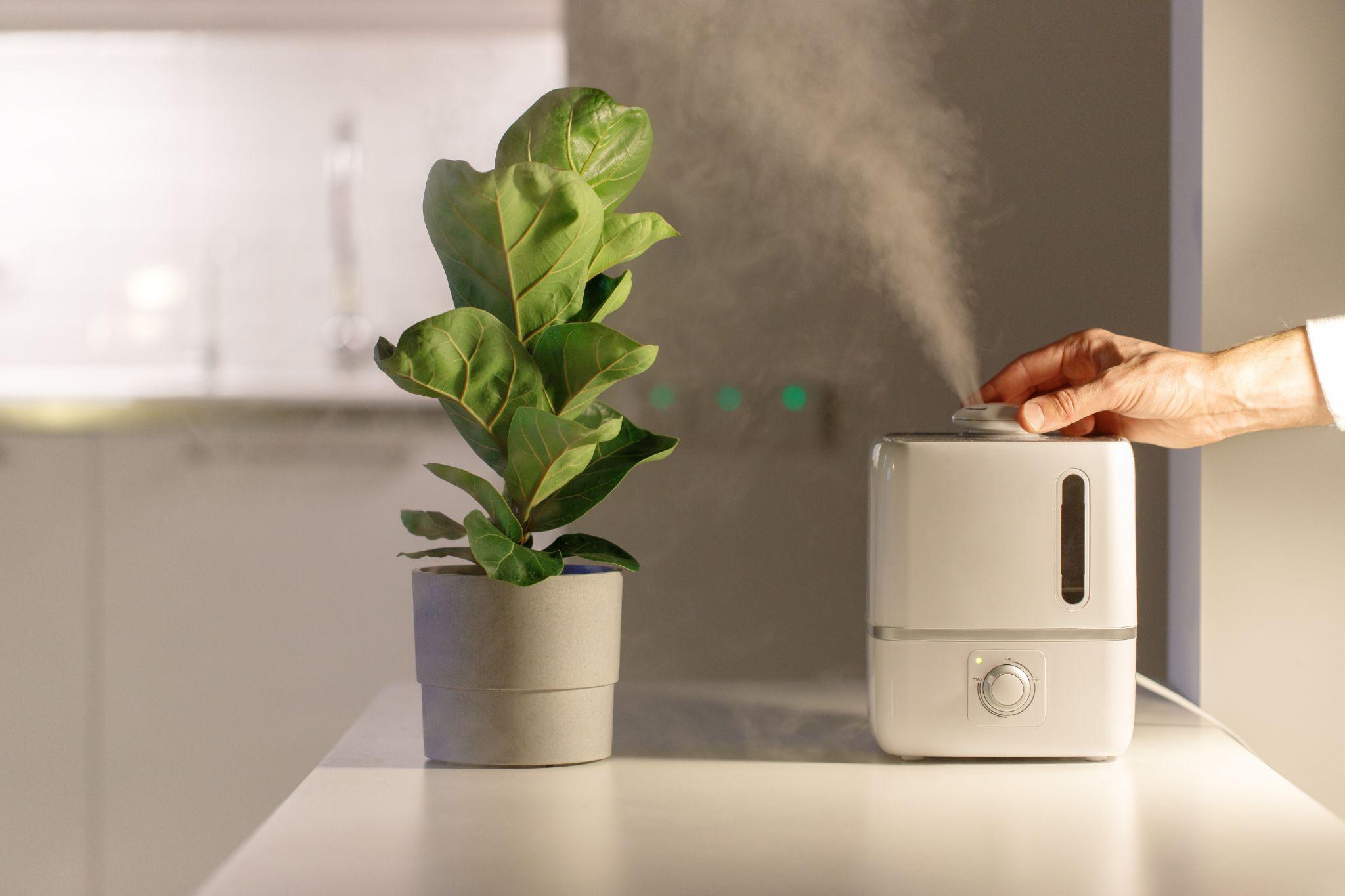 Where to Place Humidifier for Plants