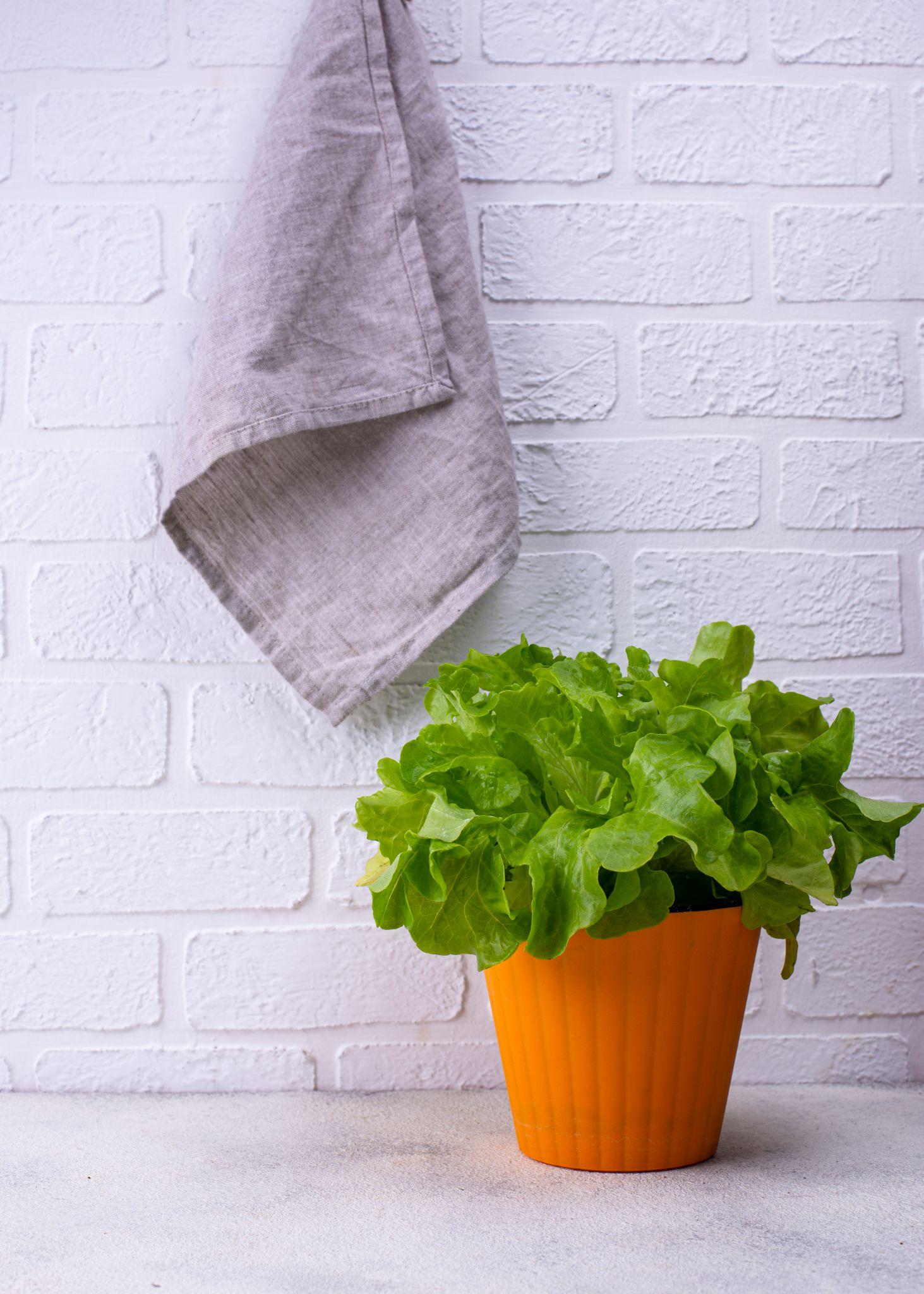 Put Wet Towel Near Your Plants