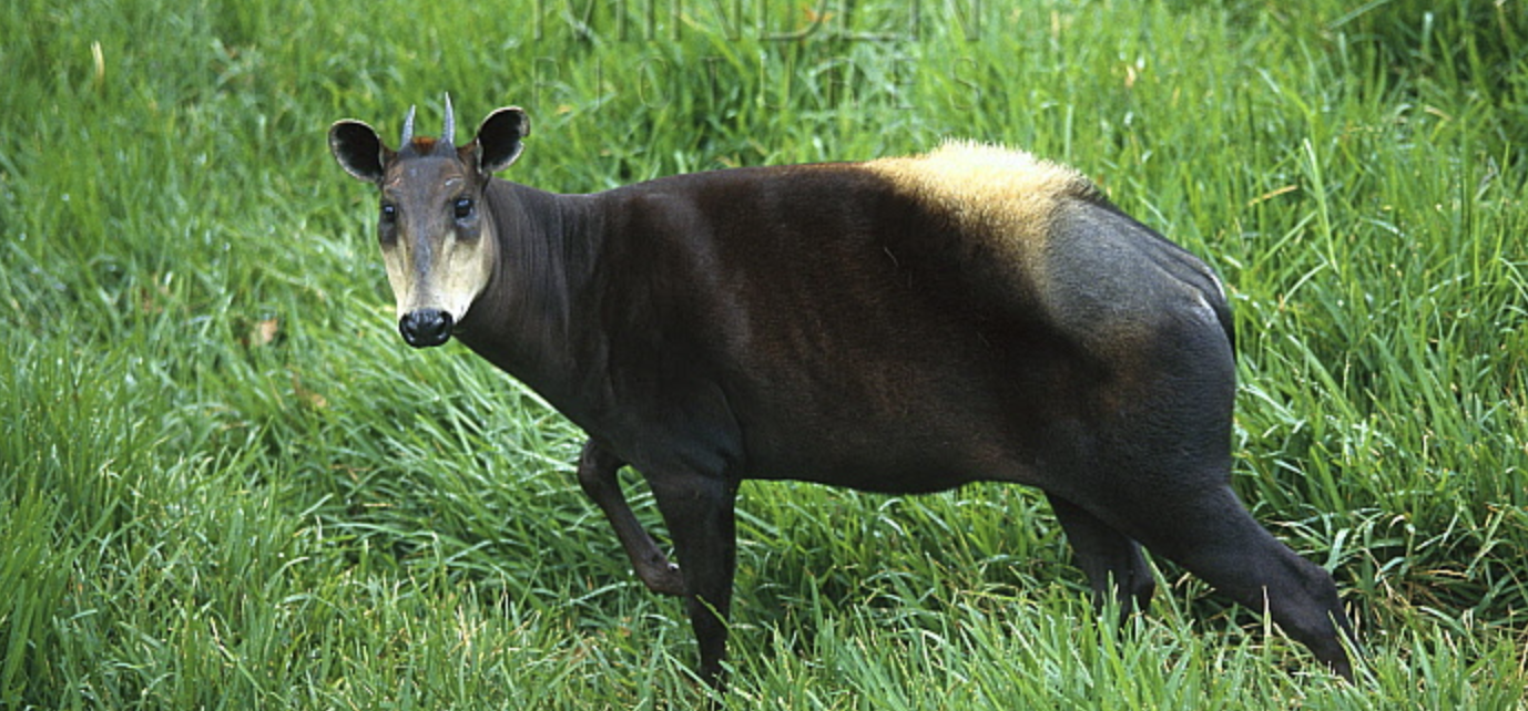 Yellow-Backed_Duiker