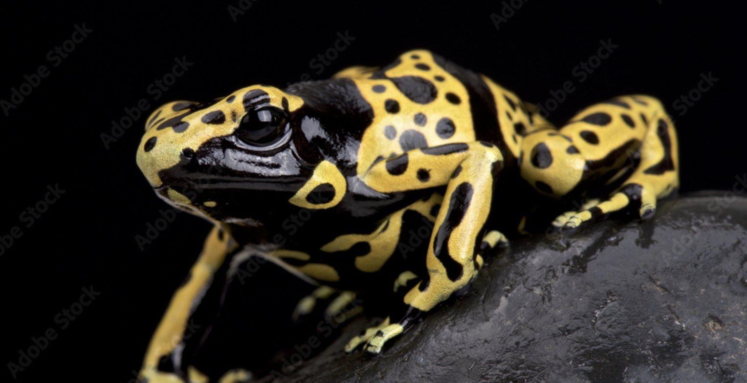 Yellow-Banded_Poison_Dart_Frog