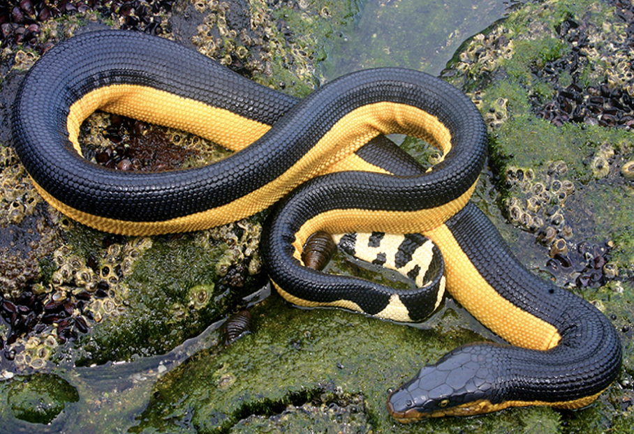 Yellow-Bellied_Sea_Snake