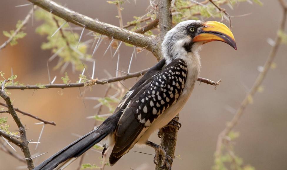 Yellow-Billed_Hornbill