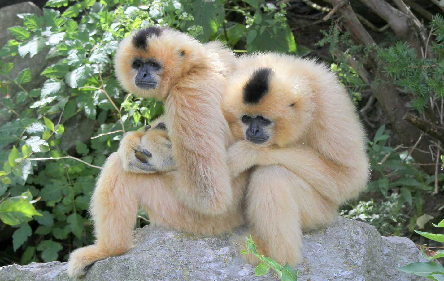 Yellow-Cheeked_Gibbon