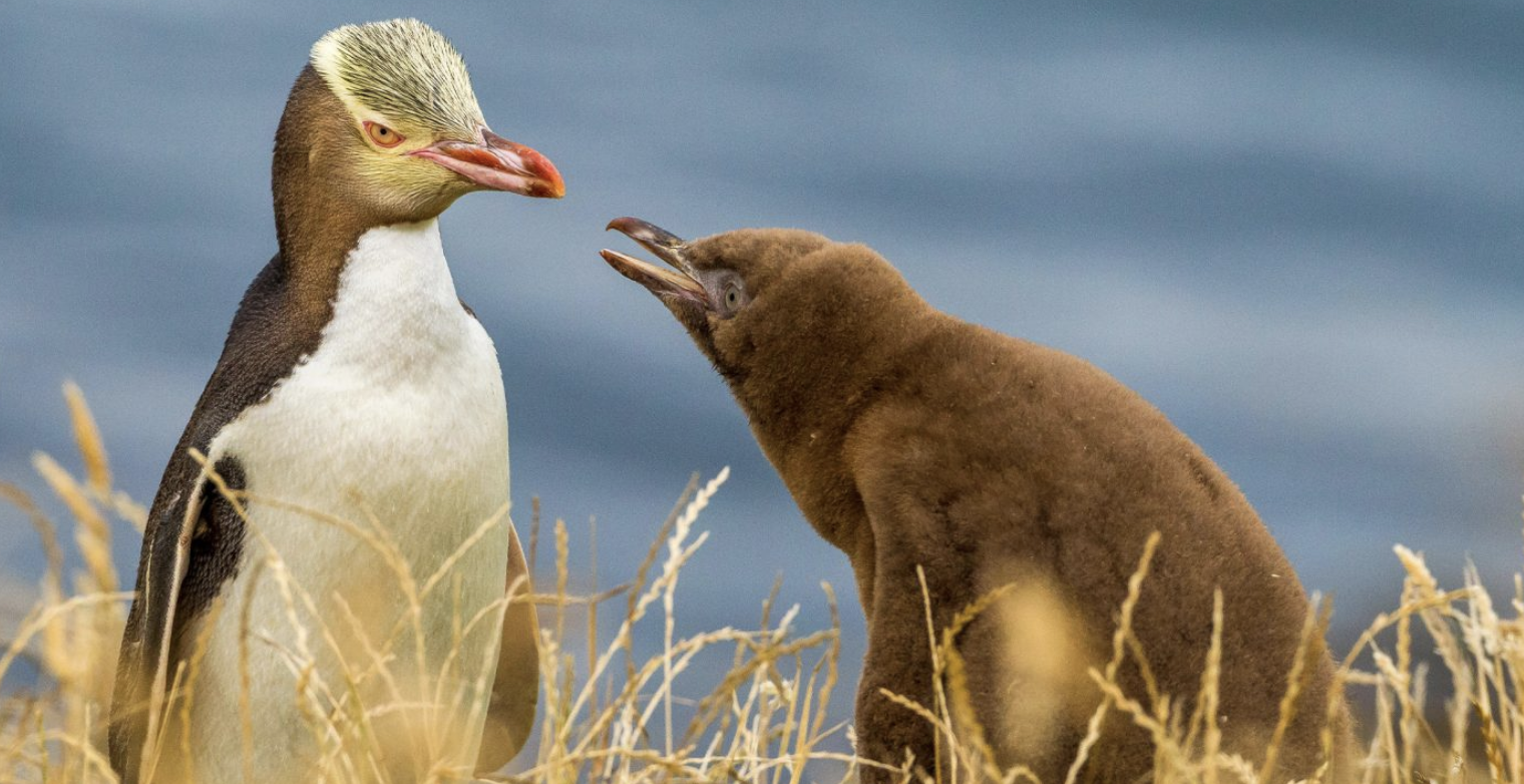 Yellow-Eyed_Penguin