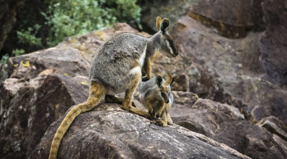 Yellow-Footed_Rock_Wallaby