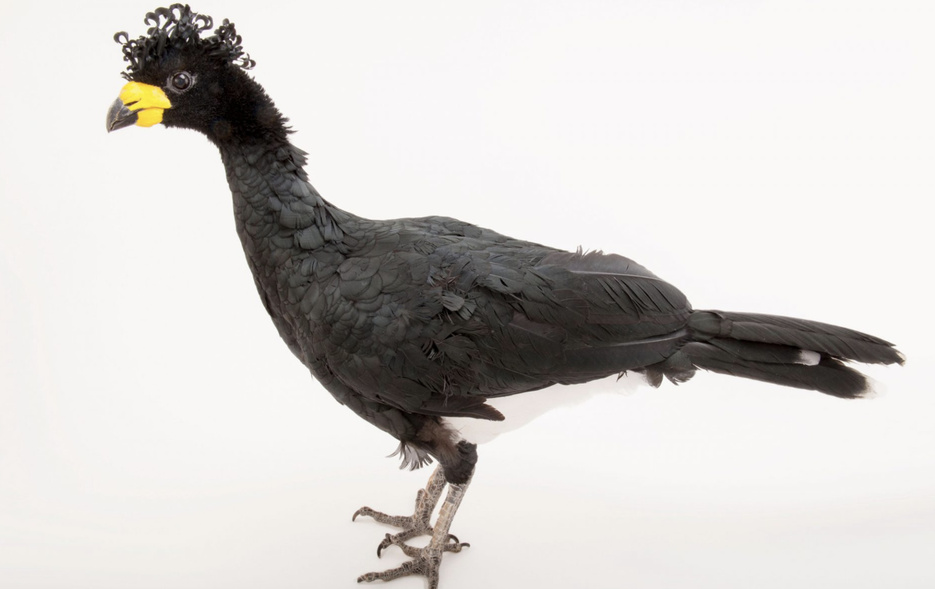 Yellow-Knobbed_Curassow