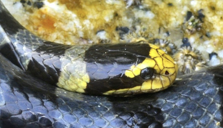 Yellow-Lipped_Sea_Krait