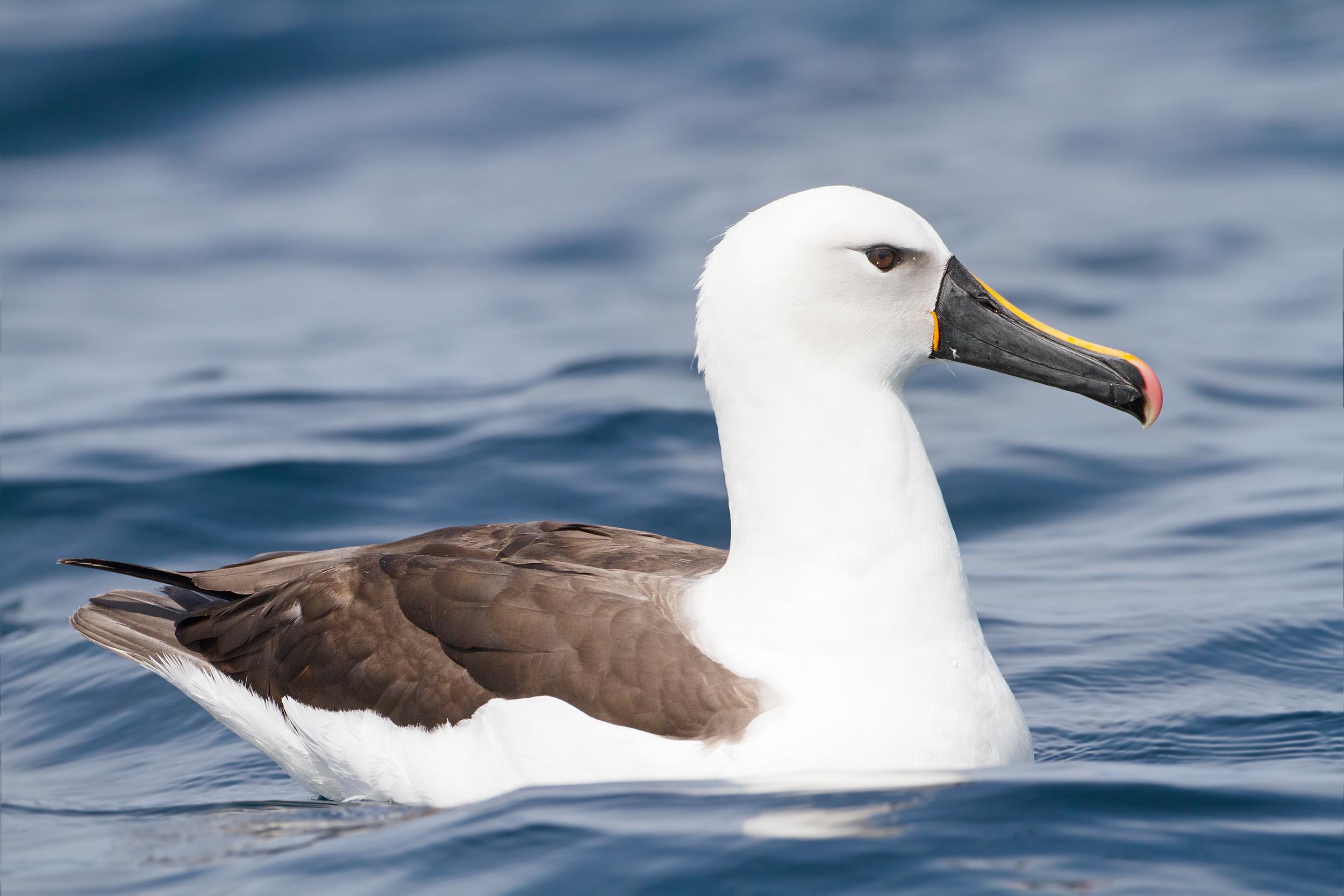 Yellow-Nosed_Albatross