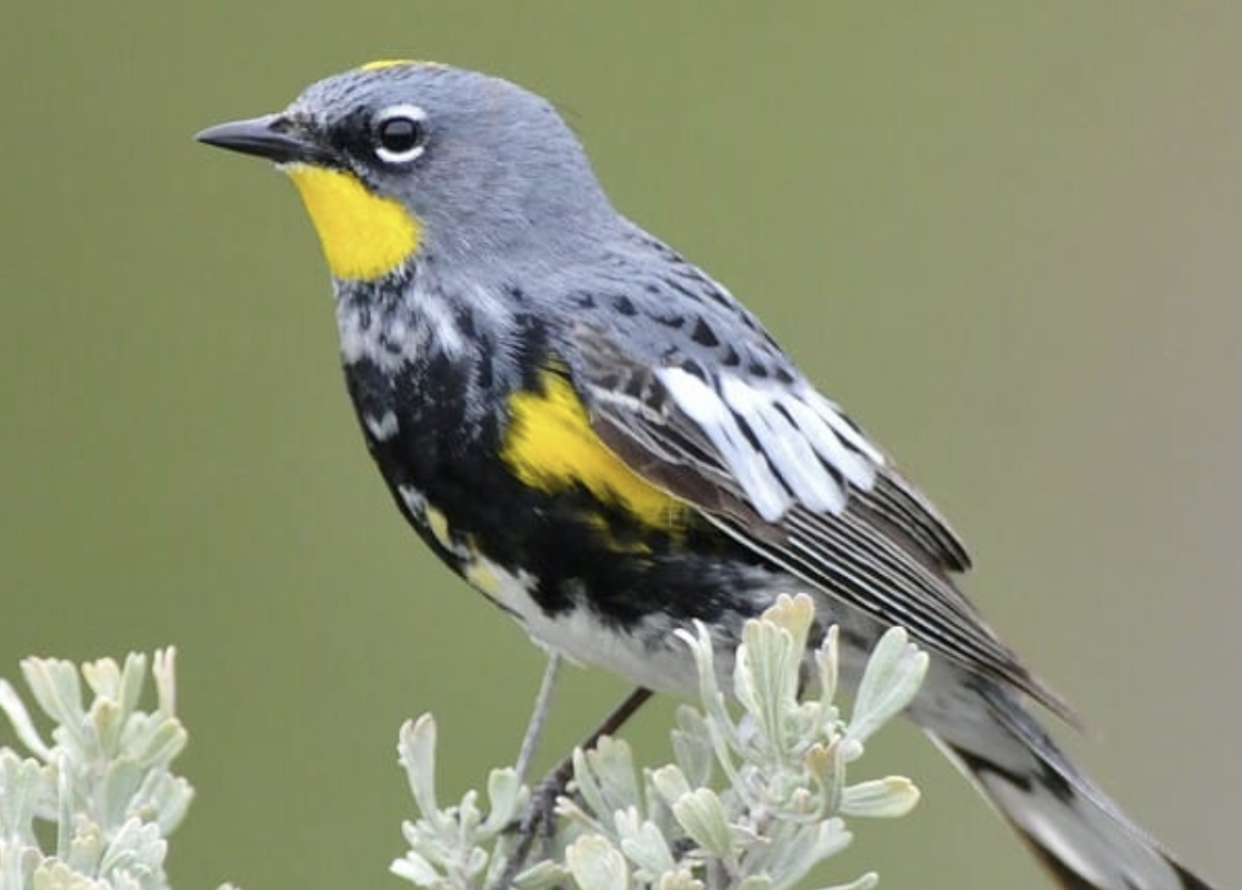 Yellow-Rumped_Warbler