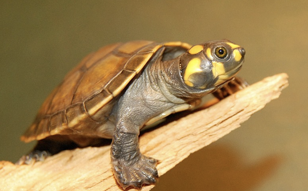 Yellow-Spotted_Amazon_River_Turtle