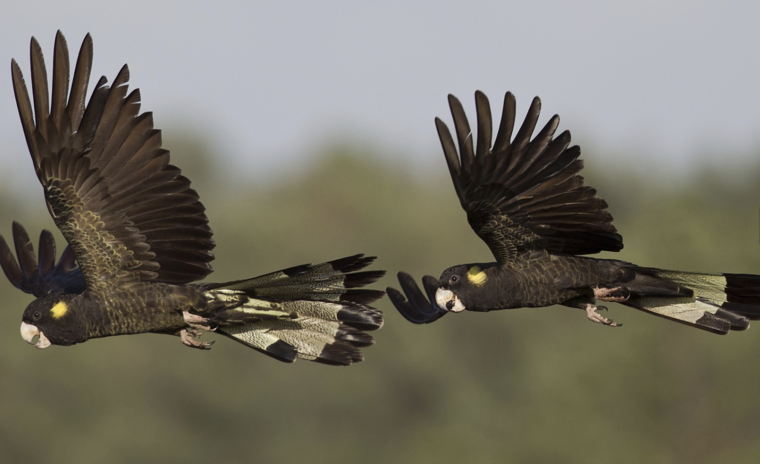 Yellow-Tailed_Black_Cockatoo