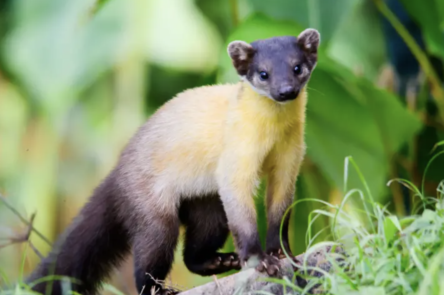 Yellow-Throated_Marten