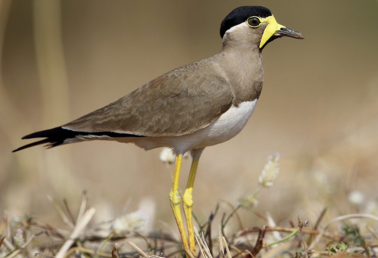 Yellow-Wattled_Lapwing