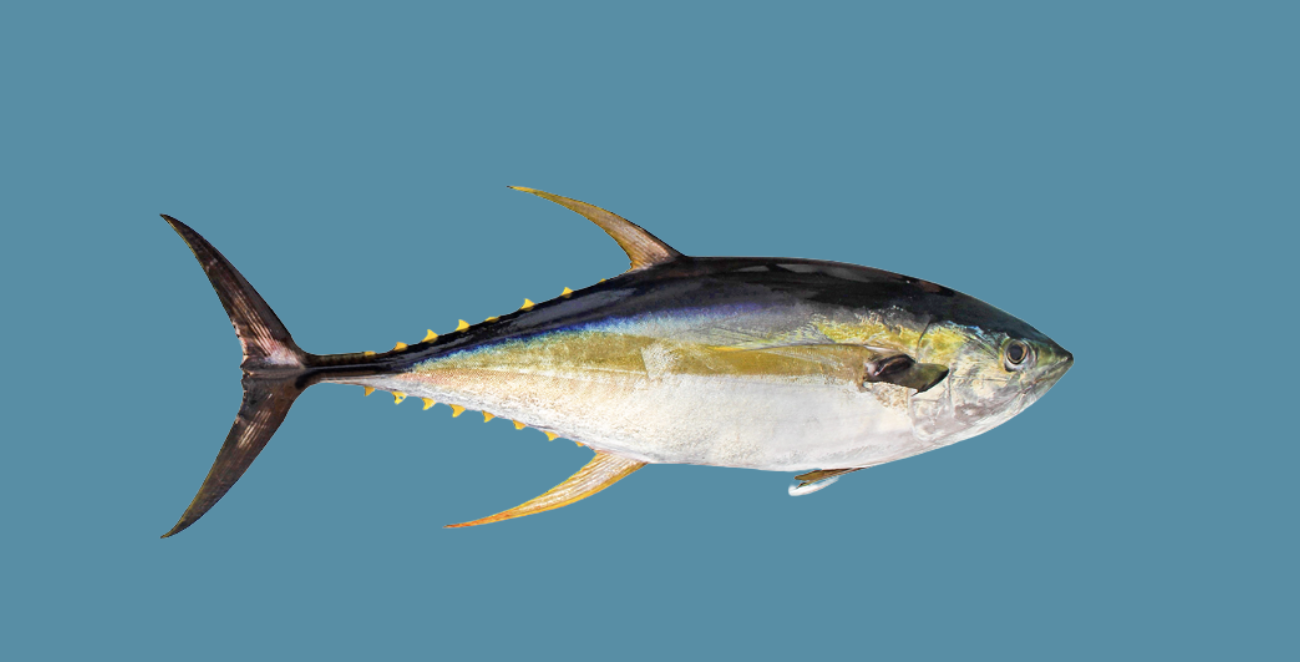 Yellowfin_Tuna