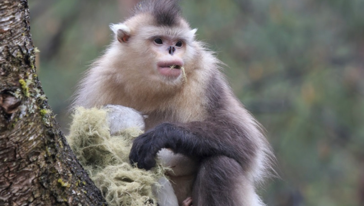 Yunnan_Snub-Nosed_Monkey