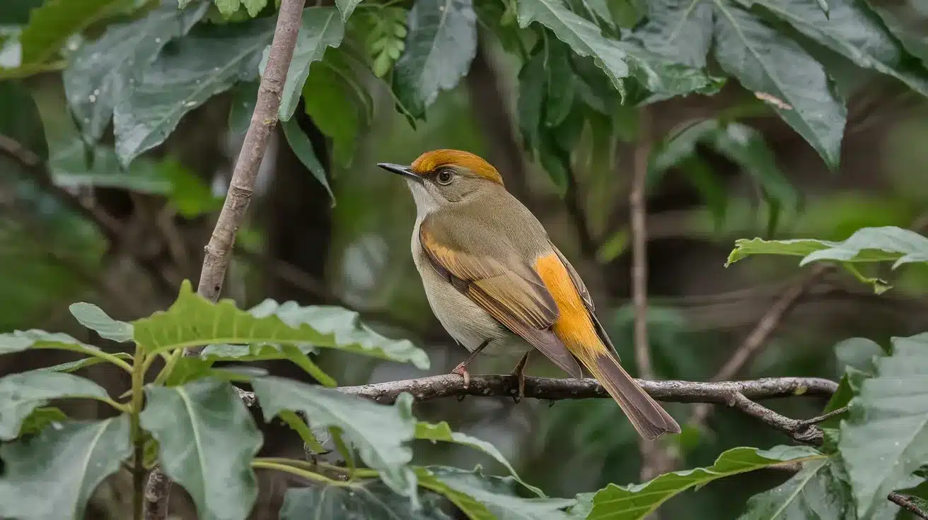 Acadian_Flycatcher