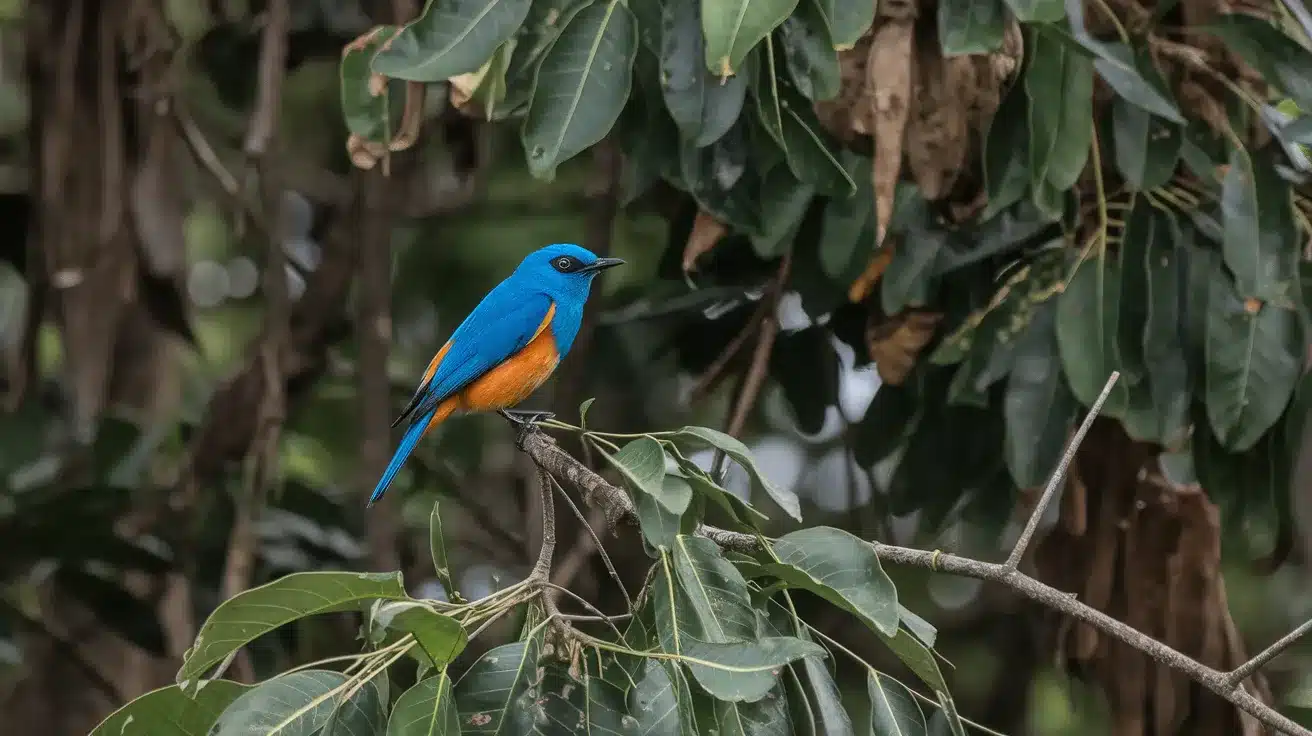 African_Blue_Flycatcher