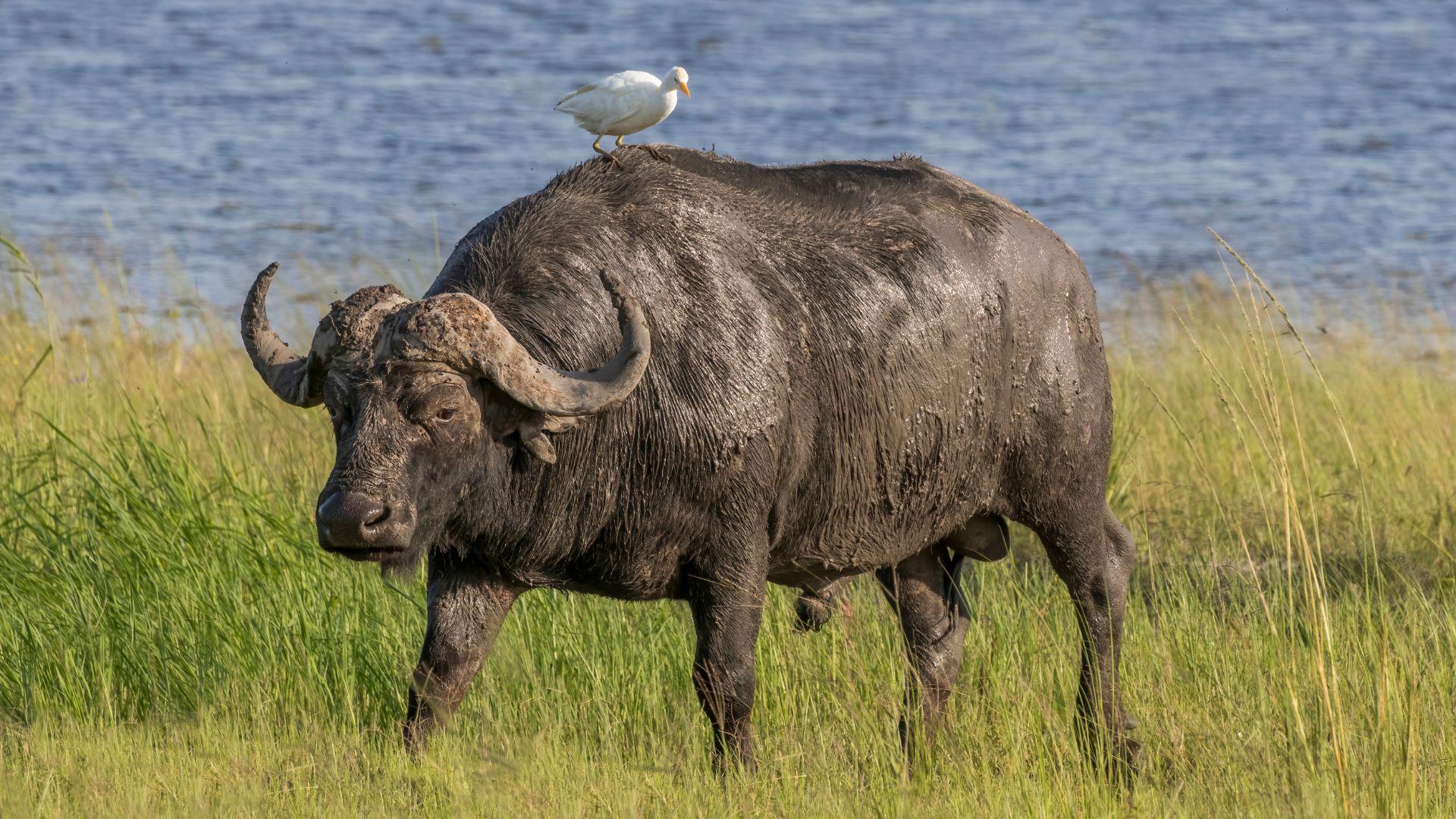 African_Buffalo