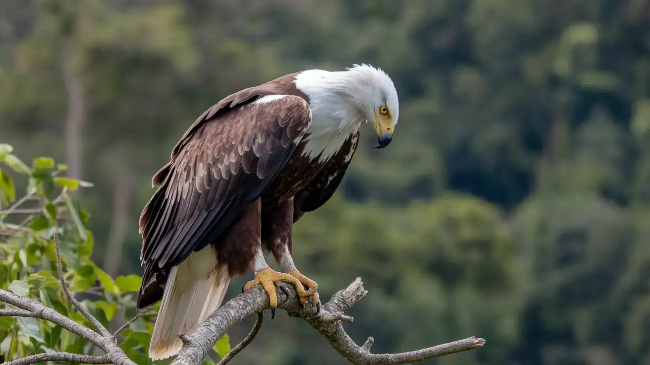 African_Fish_Eagle