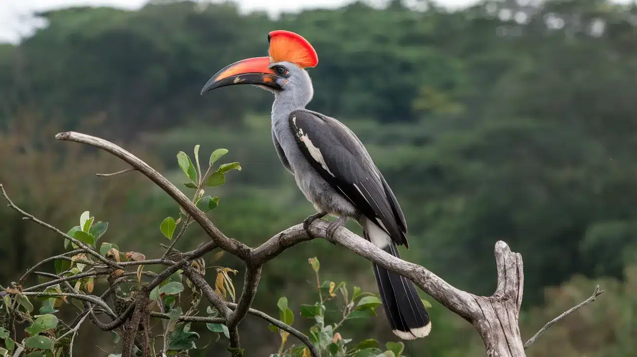 African_Grey_Hornbill