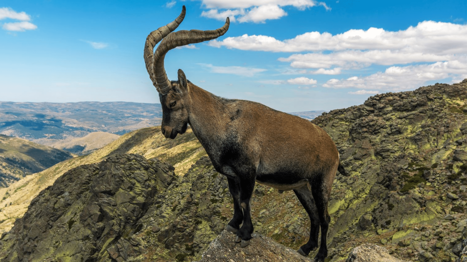 Alpine_Ibex