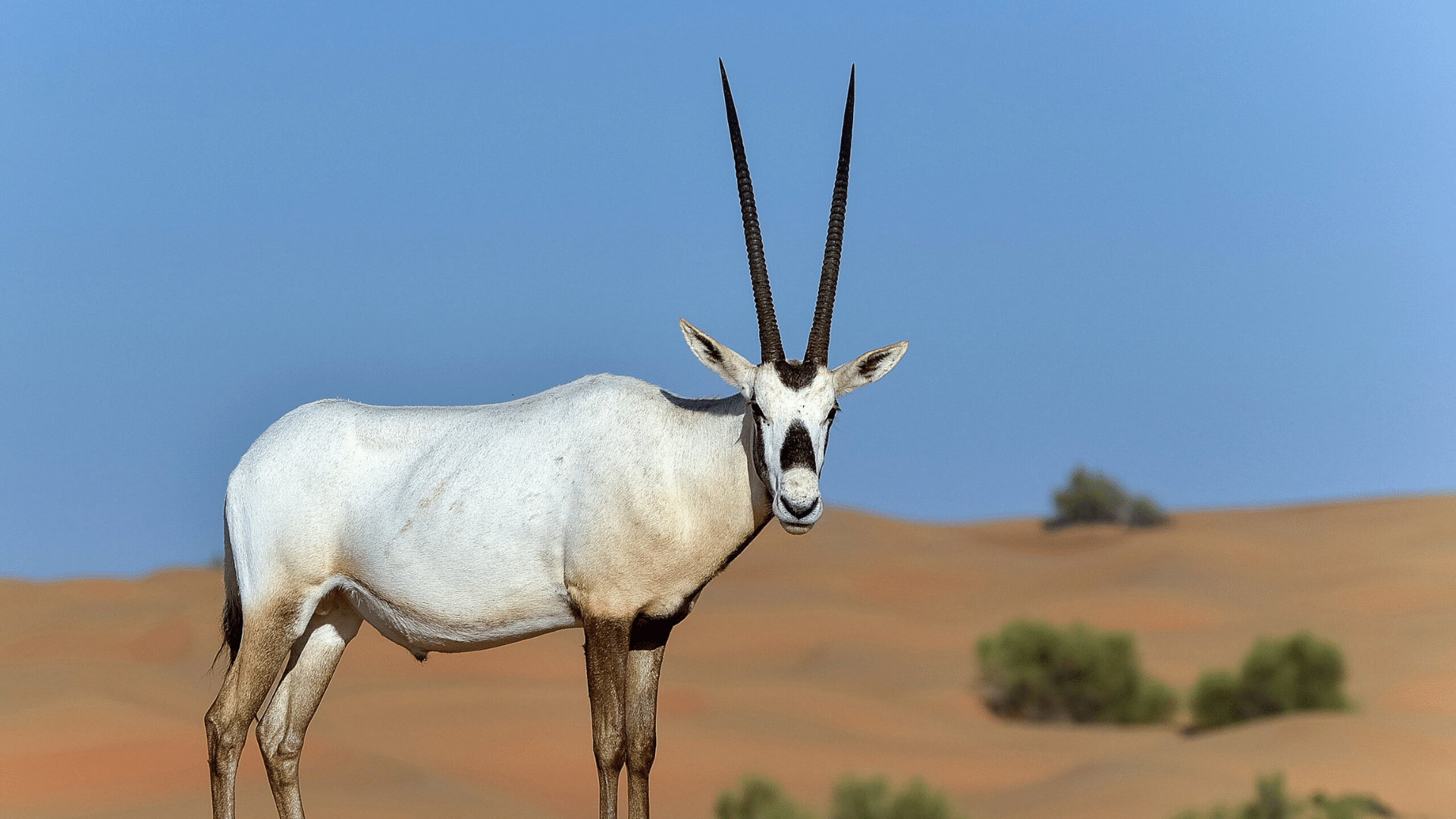 Arabian_Oryx