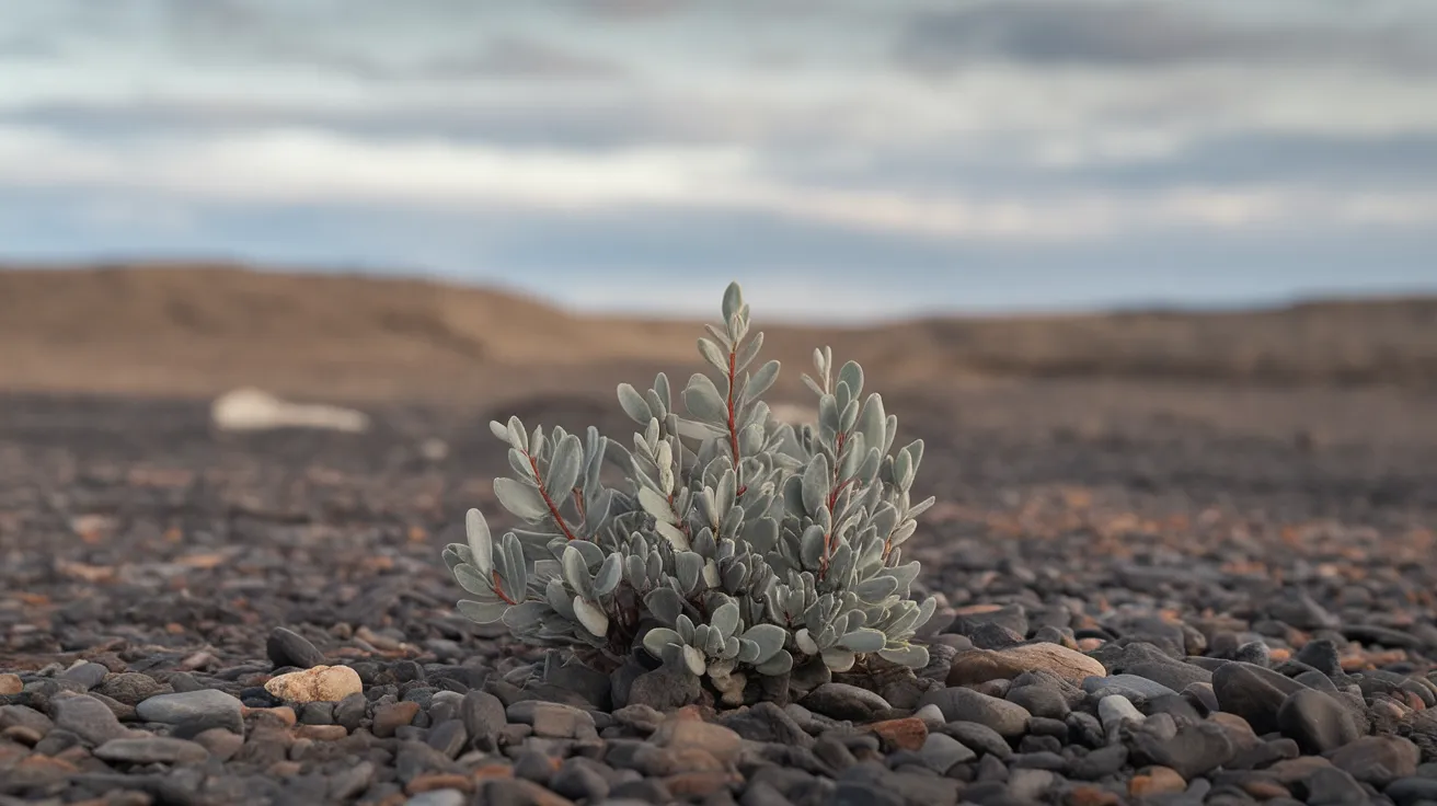 Arctic_Willow_Salix_arctica