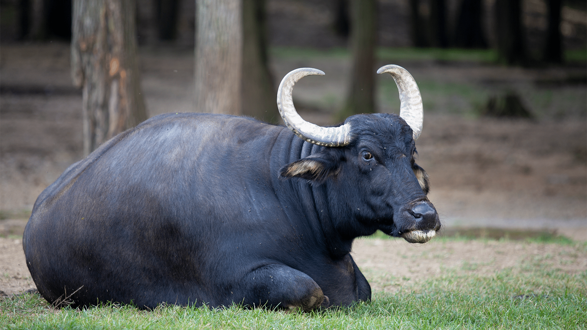 Asian_Water_Buffalo