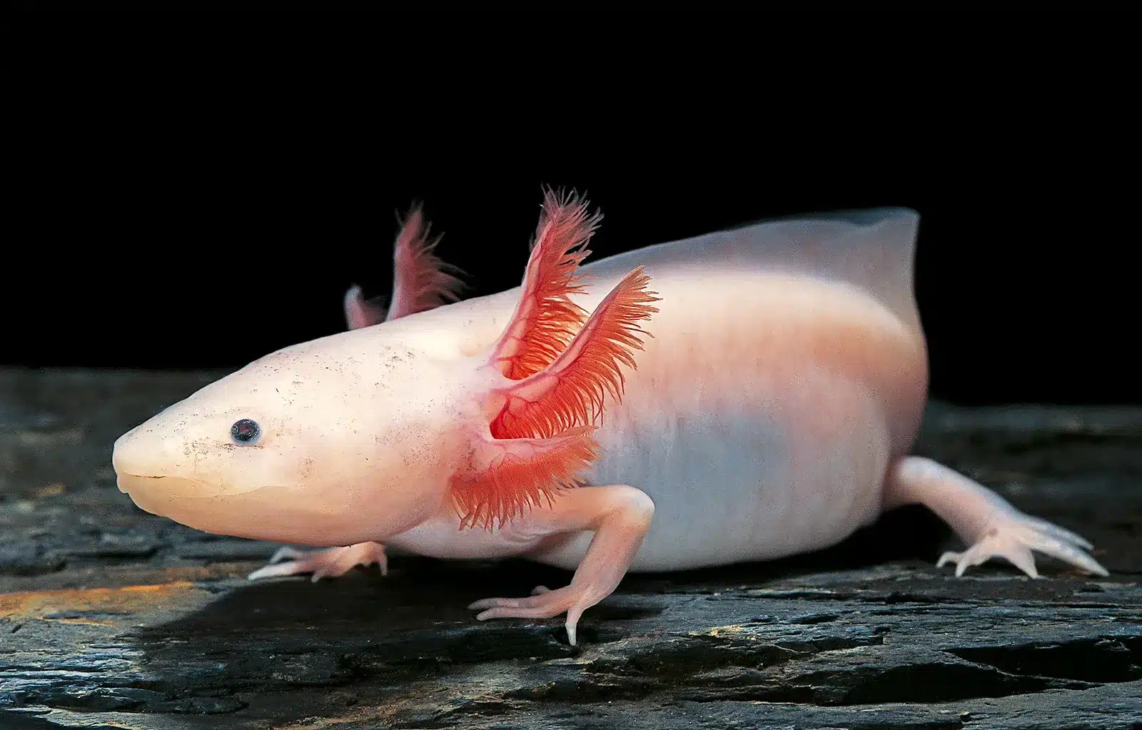 Axolotl_Ambystoma_mexicanum