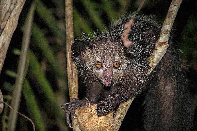 Aye-Aye_Daubentonia_madagascariensis