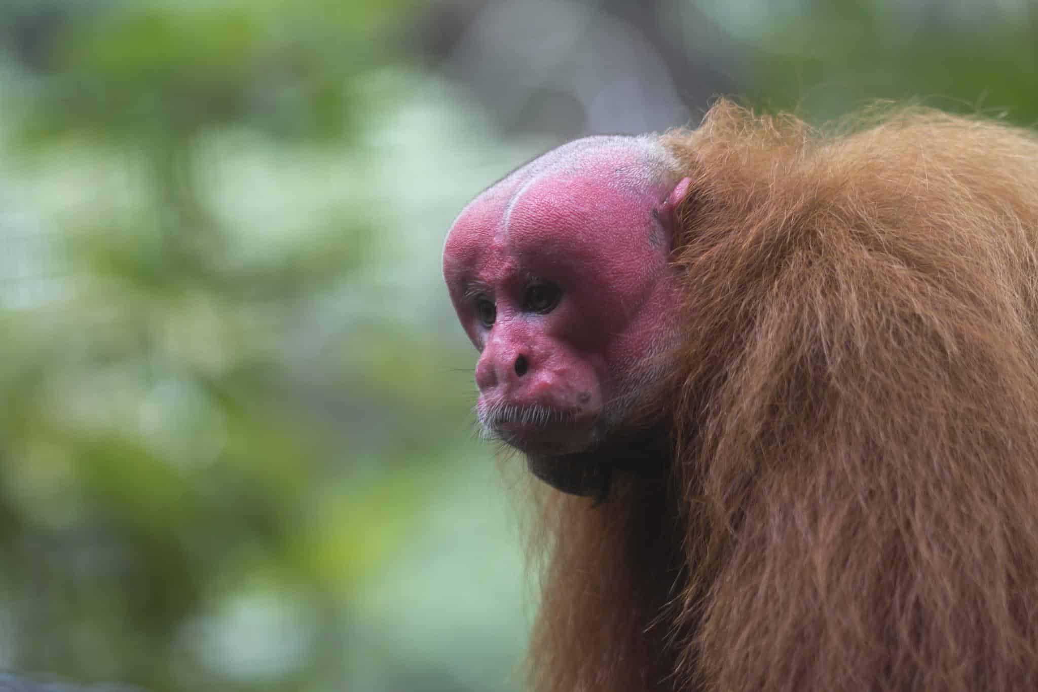 Bald_Uakari_Cacajao_calvus