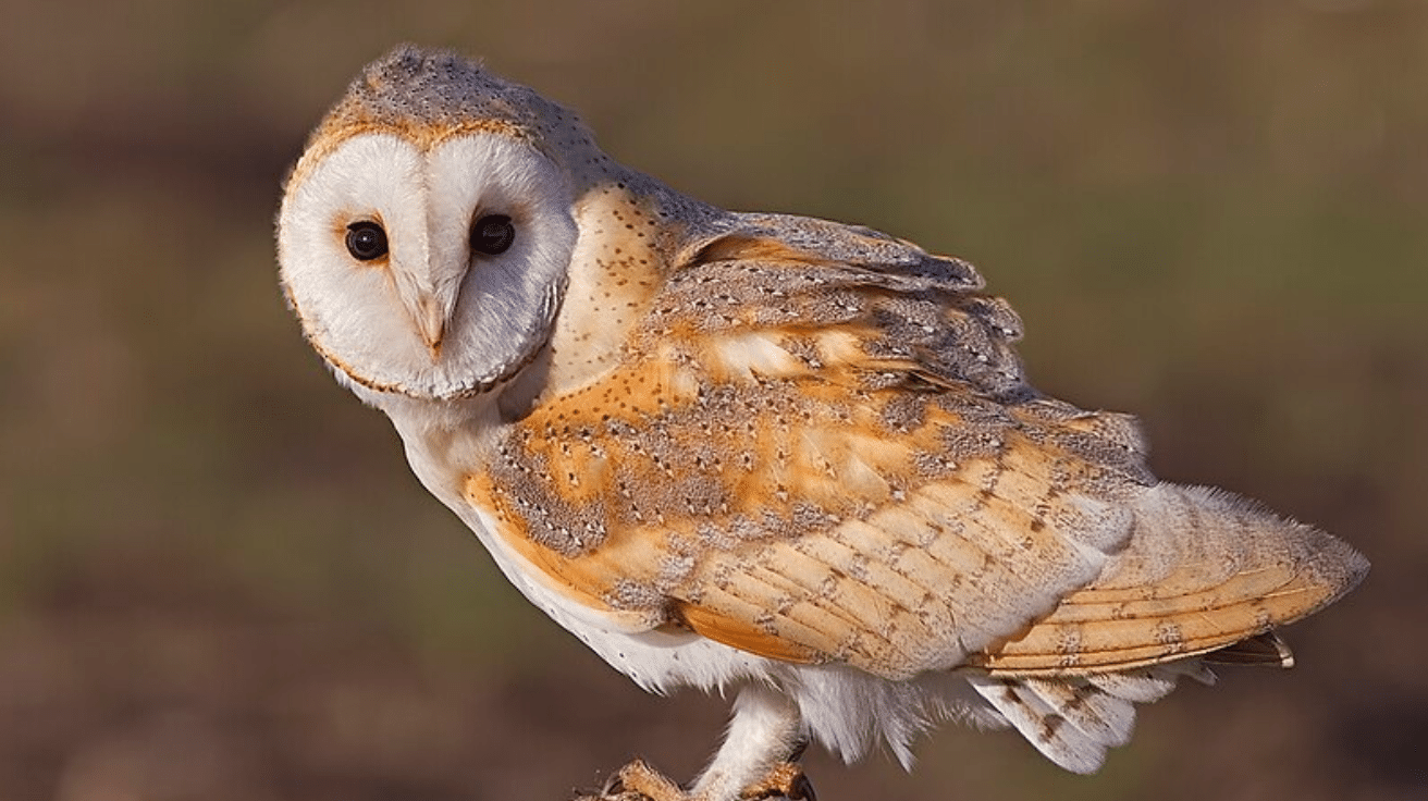 Barn_Owl