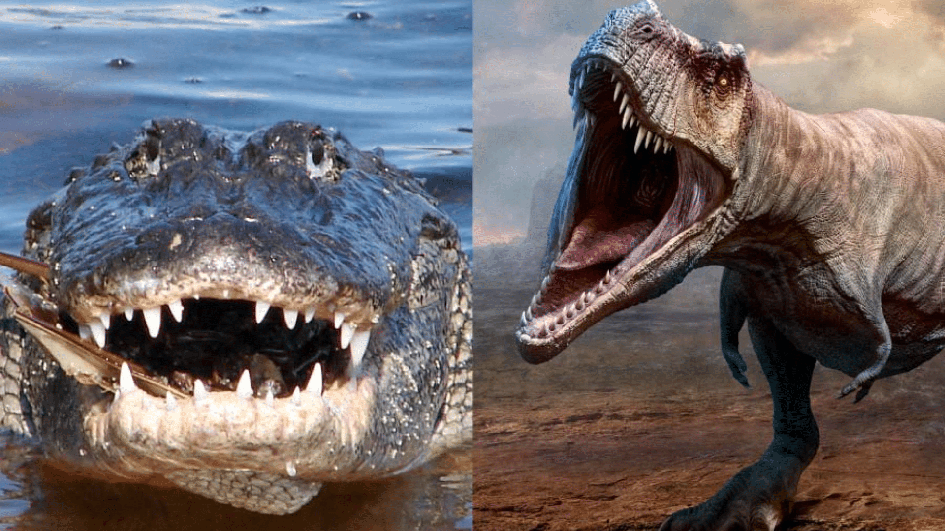 Behavioral_Traits_That_Alligators_Share_with_Dinosaurs