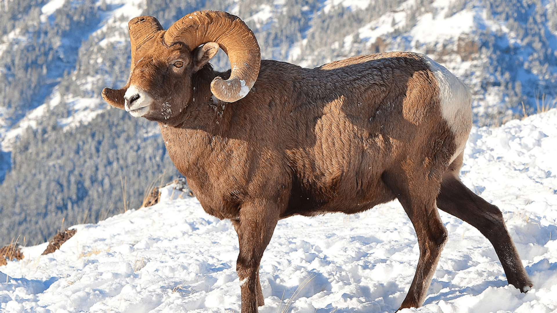 Bighorn_Sheep