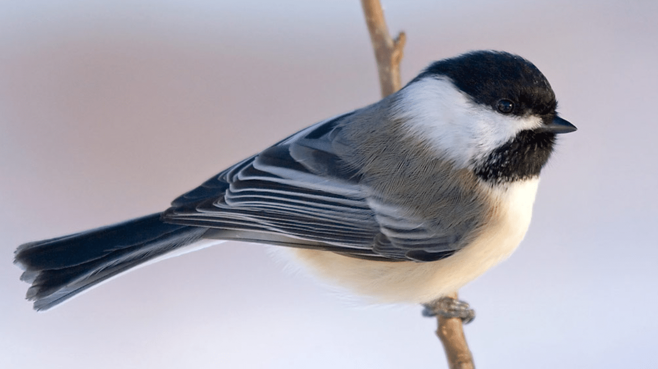 Black-capped_Chickadee