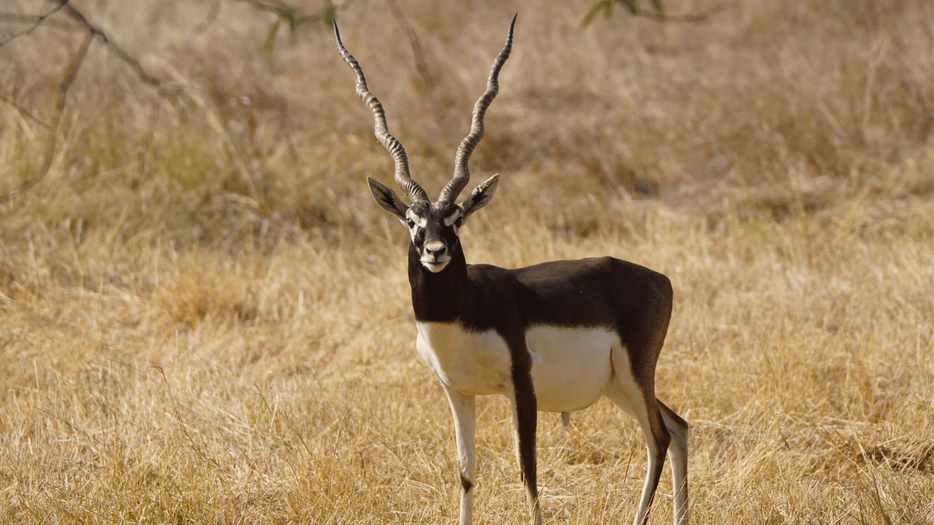 Blackbuck