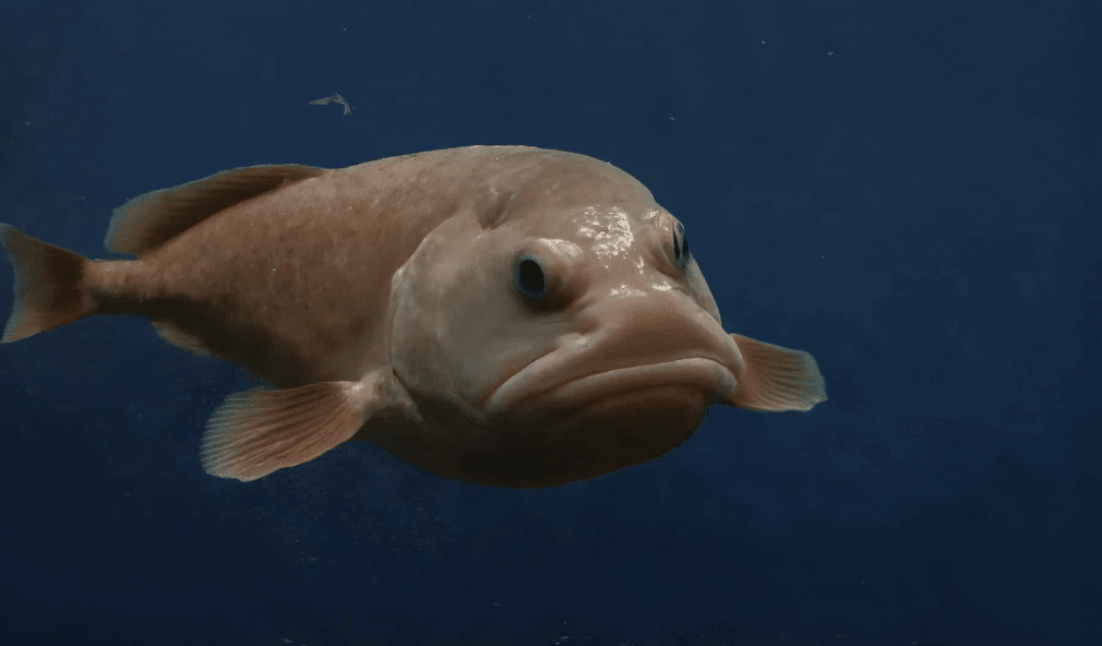 Blobfish_Psychrolutes_Marcus