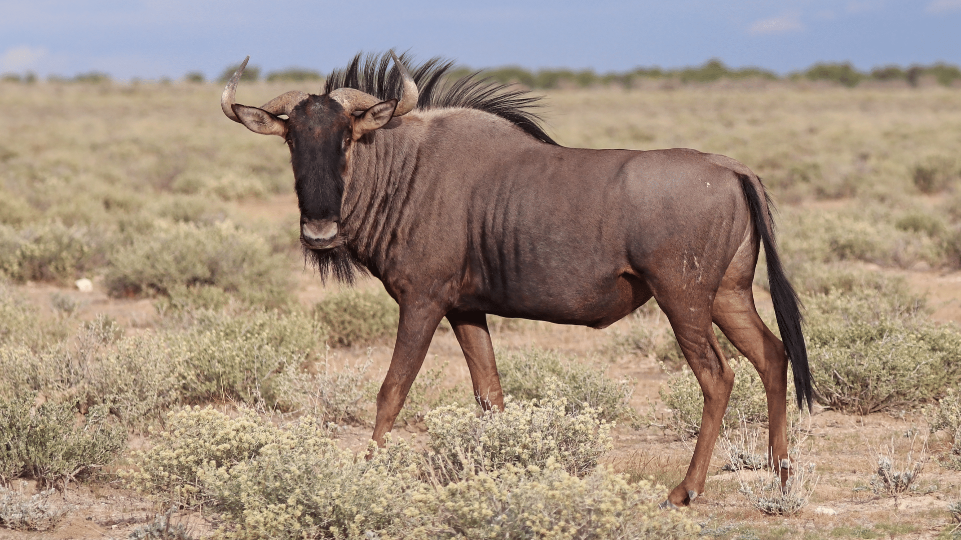 Blue_Wildebeest