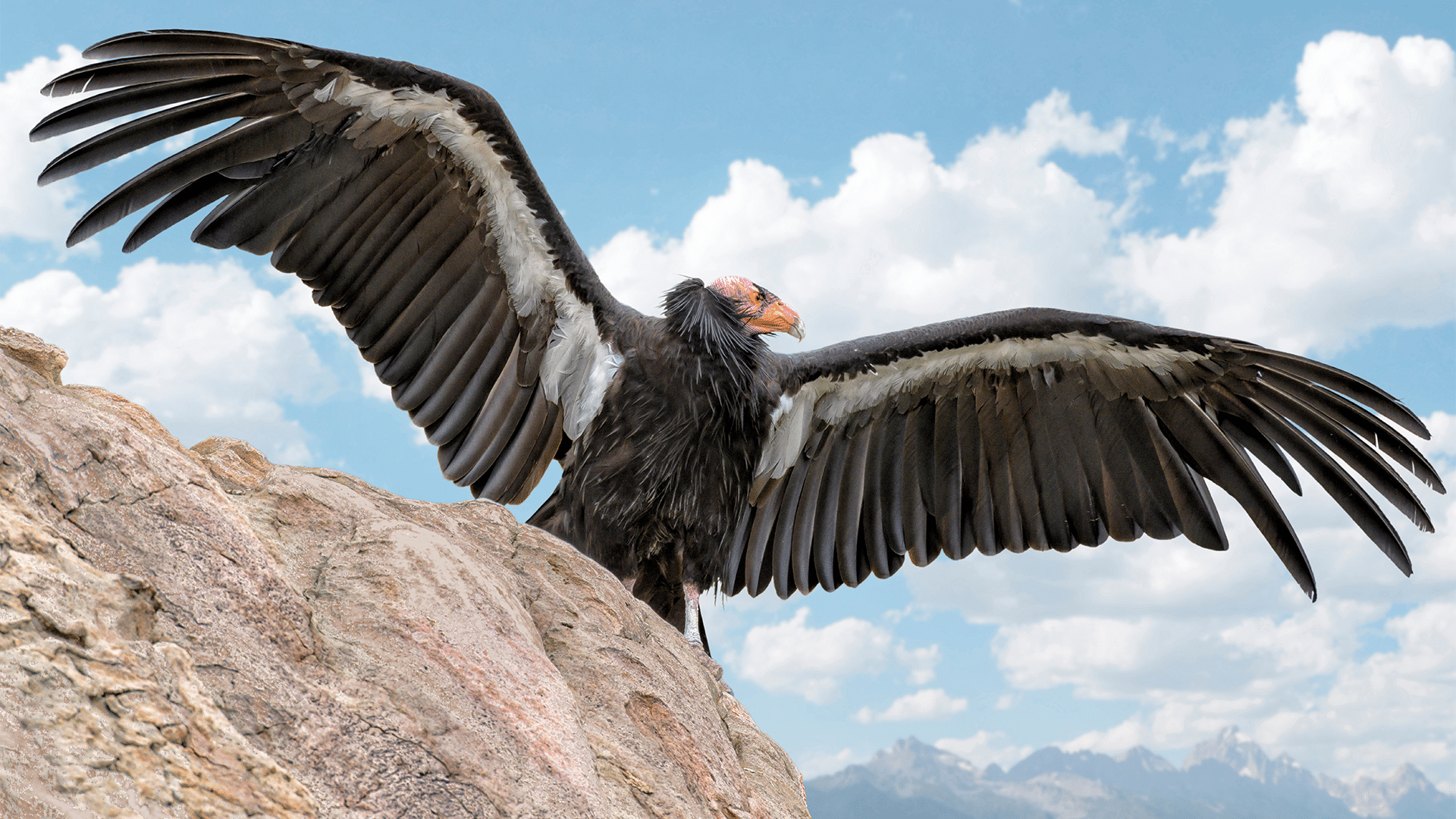 California_Condor